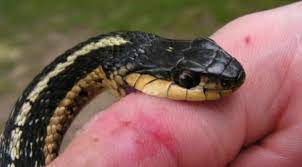 सर्पको टोकाईबाट दाङमा एक बालिकाको मृत्यु